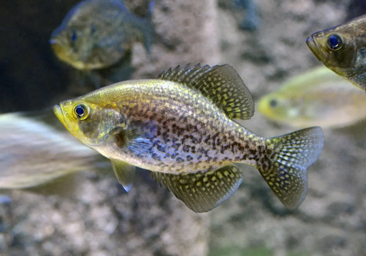 爱游戏网页版-布洛芬缓释胶囊的功效与作用